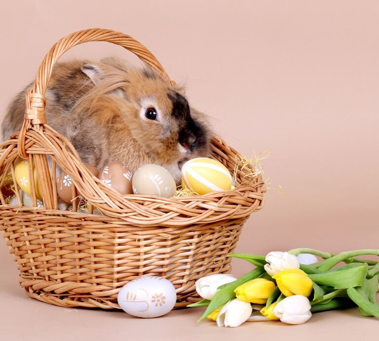 Ein braunes Löwenkopfkaninchen sitzt ruhig in einem Osterkorb voller bemalter Eier vor beigem Hintergrund. | © Getty Images / Szilvia Pap-Kutasi / 500px