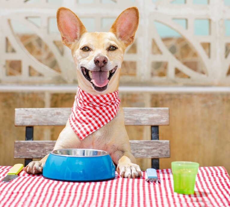 Ein fröhlicher Hund mit rotem Halstuch sitzt an einem gedeckten Tisch mit Napf und Besteck und blickt erwartungsvoll. | © Getty Images / damedeeso