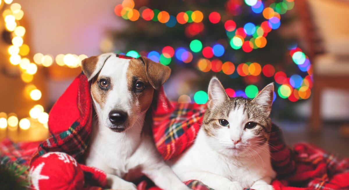 Ein Hund und eine Katze liegen zusammen unter einer roten Decke vor einem unscharfen, bunt leuchtenden Weihnachtsbaum.