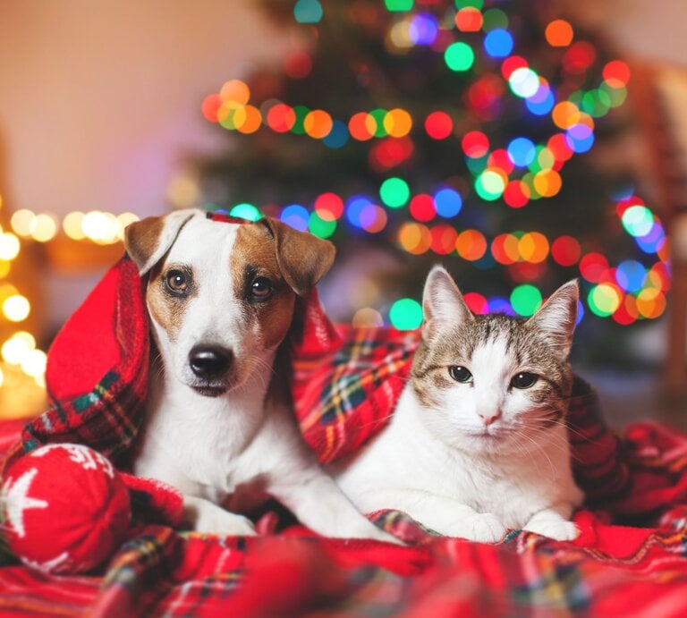Ein Hund und eine Katze liegen zusammen unter einer roten Decke vor einem unscharfen, bunt leuchtenden Weihnachtsbaum. | © Adobe Stock / Tatyana Gladskih