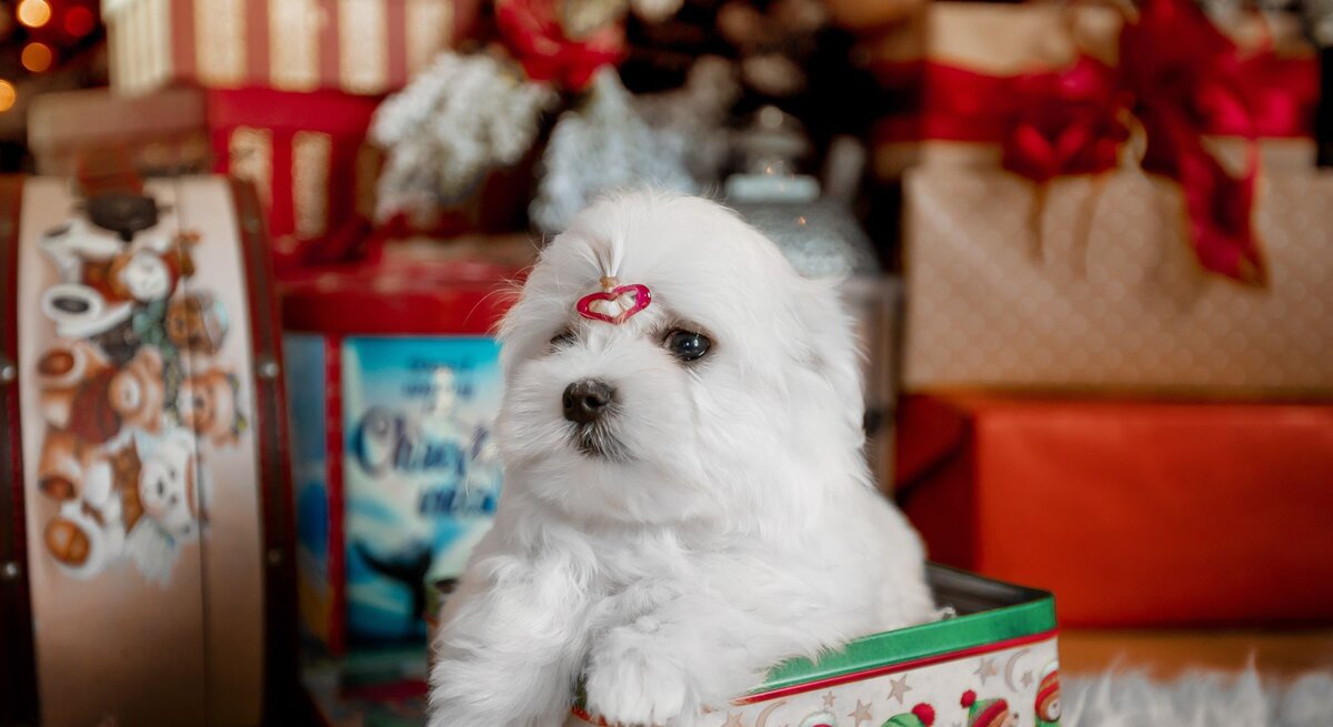 Ein flauschiger weißer Welpe mit roter Haarschleife sitzt in einer festlich verzierten Box vor einem weihnachtlichen Hintergrund.