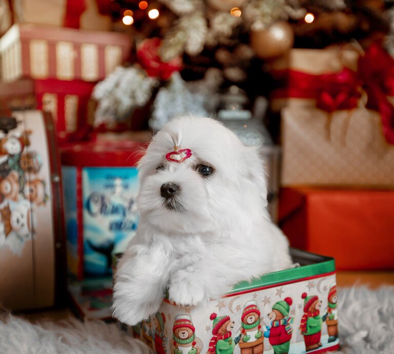 Ein flauschiger weißer Welpe mit roter Haarschleife sitzt in einer festlich verzierten Box vor einem weihnachtlichen Hintergrund. | © Adobe Stock