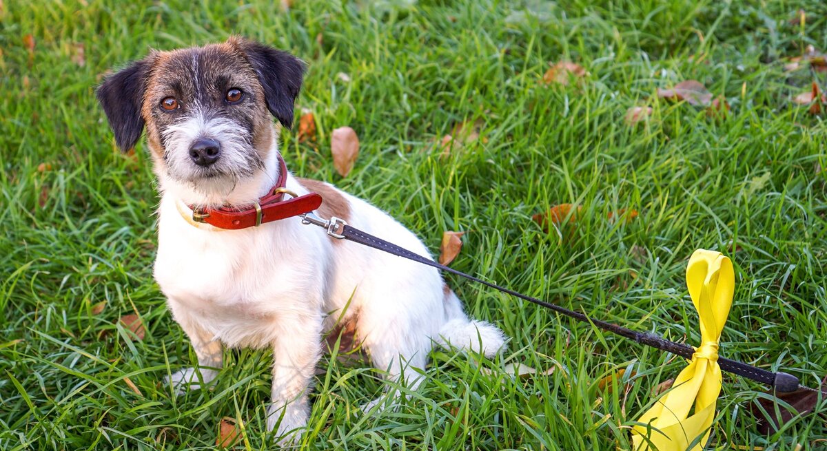 Ein kleiner Hund mit braun-schwarzem Kopf und weißem Fell sitzt an der Leine mit gelber Schleife aufmerksam auf grüner Wiese.