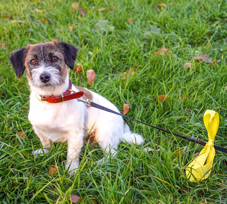 Ein kleiner Hund mit braun-schwarzem Kopf und weißem Fell sitzt an der Leine mit gelber Schleife aufmerksam auf grüner Wiese. | © Adobe Stock / Luiza