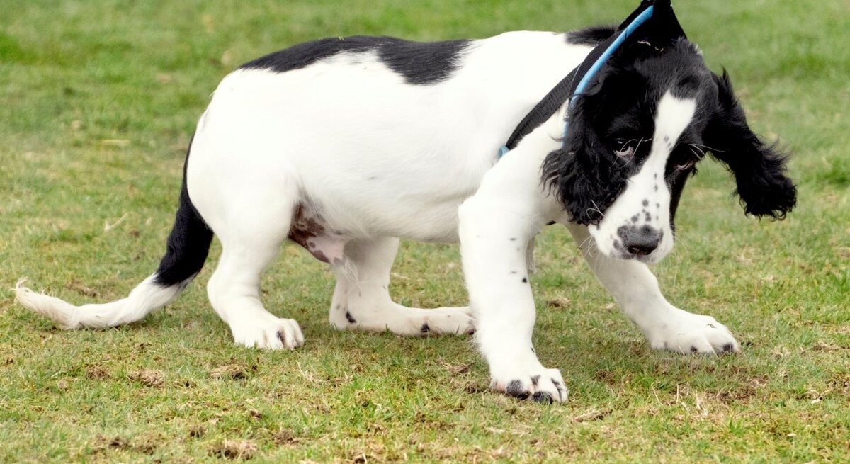 Schwarz-weißer Hund, der offensichtlich widerwillig an der Leine gezogen wird. Der Hund stemmt sich mit seinen Pfoten in das Gras und wirkt so, als wolle er nicht weitergehen.