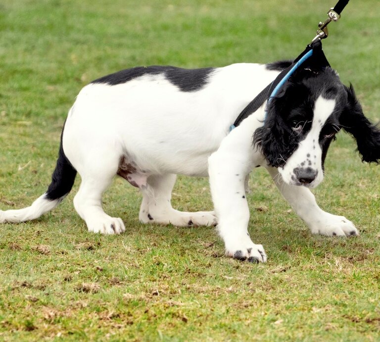 Schwarz-weißer Hund, der offensichtlich widerwillig an der Leine gezogen wird. Der Hund stemmt sich mit seinen Pfoten in das Gras und wirkt so, als wolle er nicht weitergehen. | © Getty Images / Busybee-CR