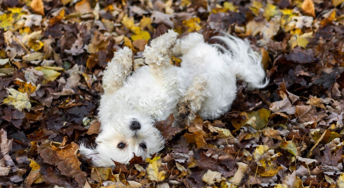 Weißer, lockiger Hund, der auf dem Rücken in einem Haufen Herbstlaub liegt.