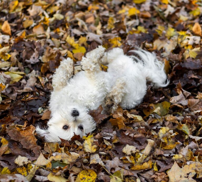 Weißer, lockiger Hund, der auf dem Rücken in einem Haufen Herbstlaub liegt. | © Getty Images / Anna Zisk