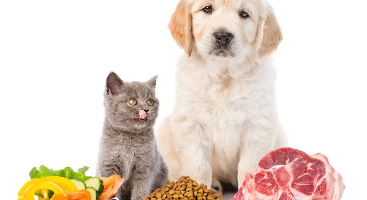 Welpe und Kätzchen, die nebeneinander vor drei Futternäpfen sitzen. Der erste Napf enthält frisches Gemüse, der mittlere Trockenfutter, und der rechte ein großes Stück rohes Fleisch.