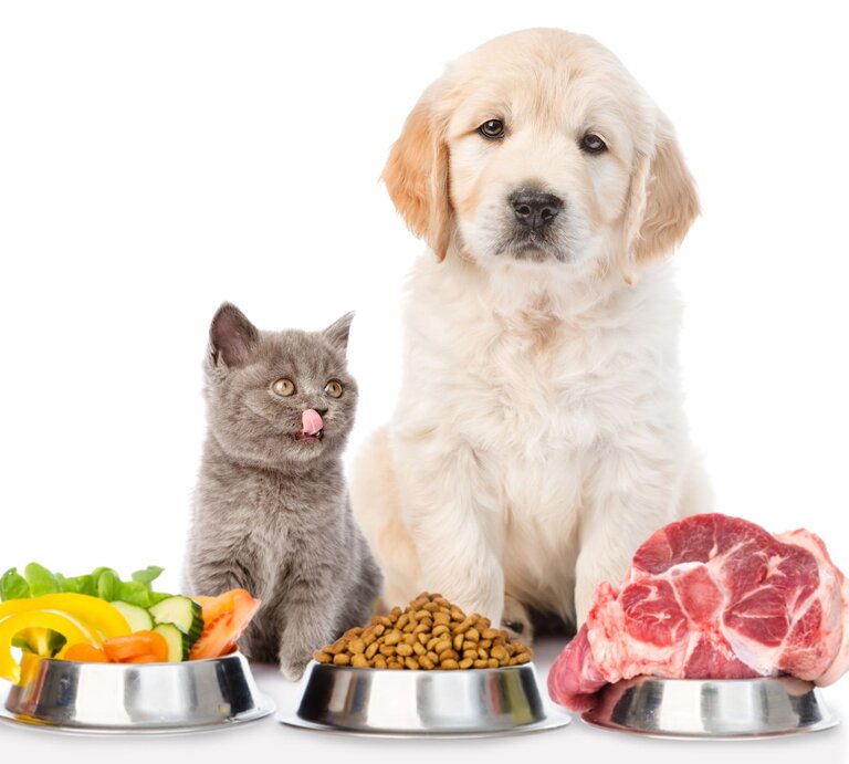 Welpe und Kätzchen, die nebeneinander vor drei Futternäpfen sitzen. Der erste Napf enthält frisches Gemüse, der mittlere Trockenfutter, und der rechte ein großes Stück rohes Fleisch. | © Adobe Stock / Ermolaev Alexandr