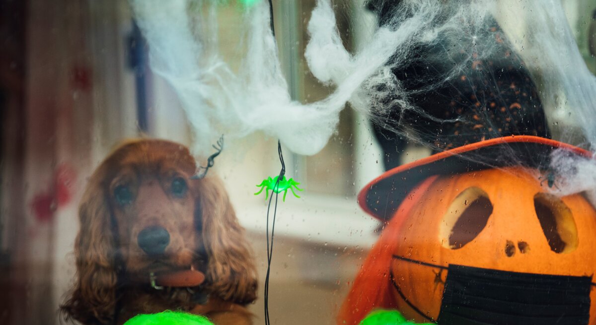 Halloween-Dekoration hinter einer Glasscheibe. Ein Hund blickt traurig oder neugierig durch das Fenster, umgeben von Spinnweben, leuchtenden grünen Plastikspinnen und einer Kürbislaterne, die mit einem Hexenhut und einer schwarzen Maske verziert ist.