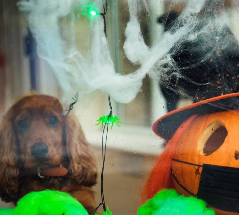 Halloween-Dekoration hinter einer Glasscheibe. Ein Hund blickt traurig oder neugierig durch das Fenster, umgeben von Spinnweben, leuchtenden grünen Plastikspinnen und einer Kürbislaterne, die mit einem Hexenhut und einer schwarzen Maske verziert ist. | © Getty Images / SolStock
