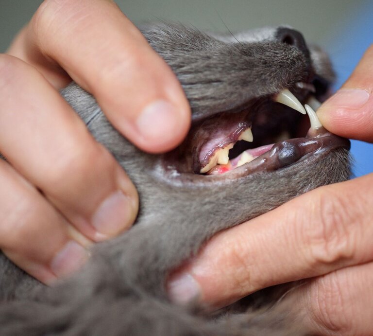 Katzenzahnkrankheit FORL | © Getty Images / cunfek