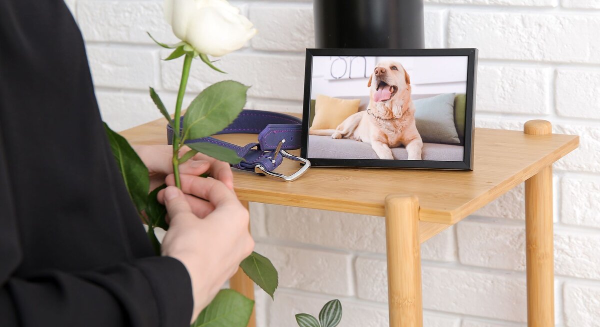 Gedenkszene für ein verstorbenes Haustier. Im Vordergrund hält eine Person eine weiße Rose in den Händen, was Trauer und Abschied symbolisiert. Auf einem kleinen Holztisch steht ein gerahmtes Foto eines Hundes.