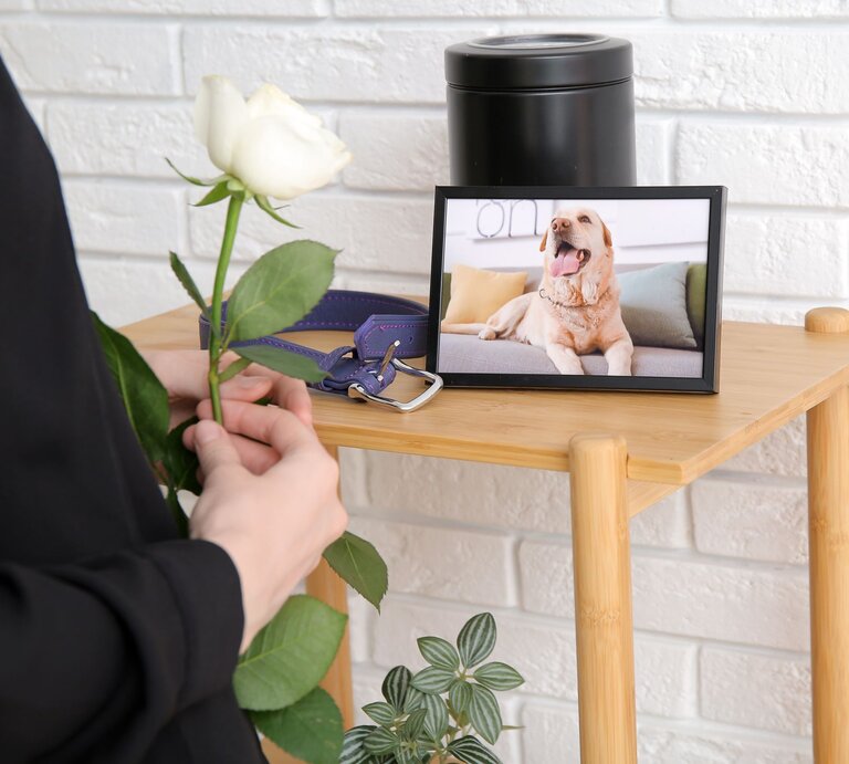 Gedenkszene für ein verstorbenes Haustier. Im Vordergrund hält eine Person eine weiße Rose in den Händen, was Trauer und Abschied symbolisiert. Auf einem kleinen Holztisch steht ein gerahmtes Foto eines Hundes. | © Adobe Stock / Pixel-Shot