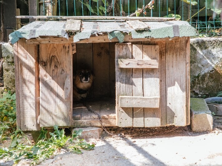 Ein kleiner brauner Hund mit schwarzer Schnauze sitzt angekettet im Schatten einer alten, hölzernen Hundehütte mit Wellblechdach. | © PETA