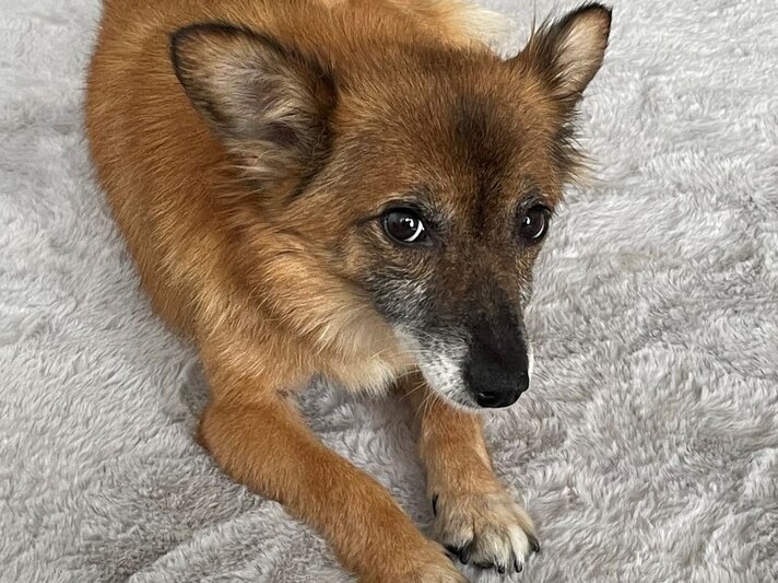 Ein kleiner brauner Hund mit schwarzer Schnauze und großen Ohren liegt auf einer weichen, grauen Decke und blickt aufmerksam. | © PETA