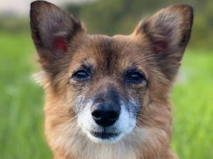 Ein kleiner, brauner Hund mit großen, spitzen Ohren und weißer Schnauze blickt ruhig in die Kamera, im Hintergrund grünes Gras. | © PETA