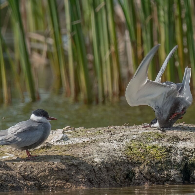 Zwei Seeschwalben auf einem Felsen am Wasser. Die eine Seeschwalbe sitzt ruhig und beobachtet ihre Umgebung, während die andere in einer dynamischen, fast akrobatischen Pose mit dem Kopf nach unten und den Flügeln weit ausgebreitet ist. | © Damyan Petkov / Nikon Comedy Wildlife Awards