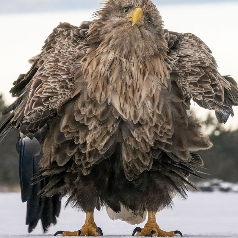 Majestätischer Seeadler, der auf einer schneebedeckten Fläche steht, mit aufgeplustertem Gefieder und leicht angehobenen Flügeln. | © Tapani Linnanmäki / Nikon Comedy Wildlife Awards