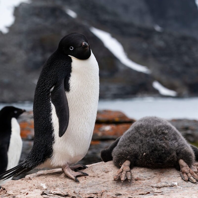 Adeliepinguin, der aufrecht auf einem felsigen Untergrund in der Antarktis steht. Neben ihm liegt ein junger, schlafender Pinguin, bedeckt mit dichtem, grauem Flaum. Im Hintergrund stehen weitere Pinguine. | © Zikri Teo / Nikon Comedy Wildlife Awards