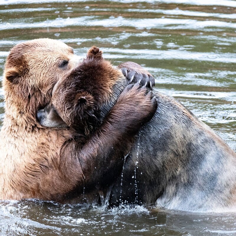 Zwei Bären, die im Wasser umarmen. Der eine Bär beißt sanft in das Ohr des anderen, während sie sich eng aneinander schmiegen. | © Andrea Rosado / Nikon Comedy Wildlife Awards