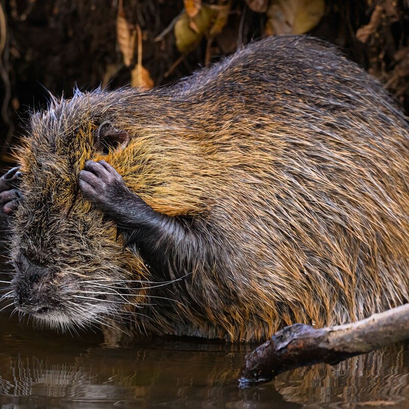 Nutria, die sich am Kopf kratzt. Sie steht im Wasser und ihre nassen, gräulich-gelben Haare wirken durch das Wasser dunkler. Ihre kleinen schwarzen Hände sind am Kopf angelegt. | © Christopher Arnold / Nikon Comedy Wildlife Awards