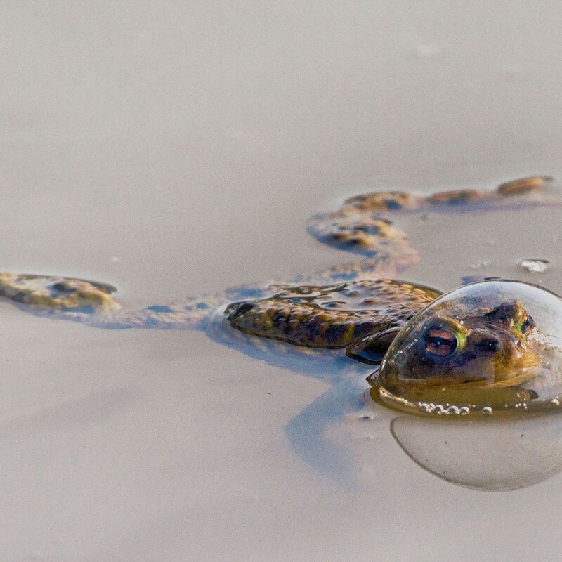 Frosch, der teilweise im Wasser liegt, wobei sein Kopf und die Augen durch eine klare Wasserblase deutlich sichtbar sind. | © Eberhard Ehmke / Nikon Comedy Wildlife Awards