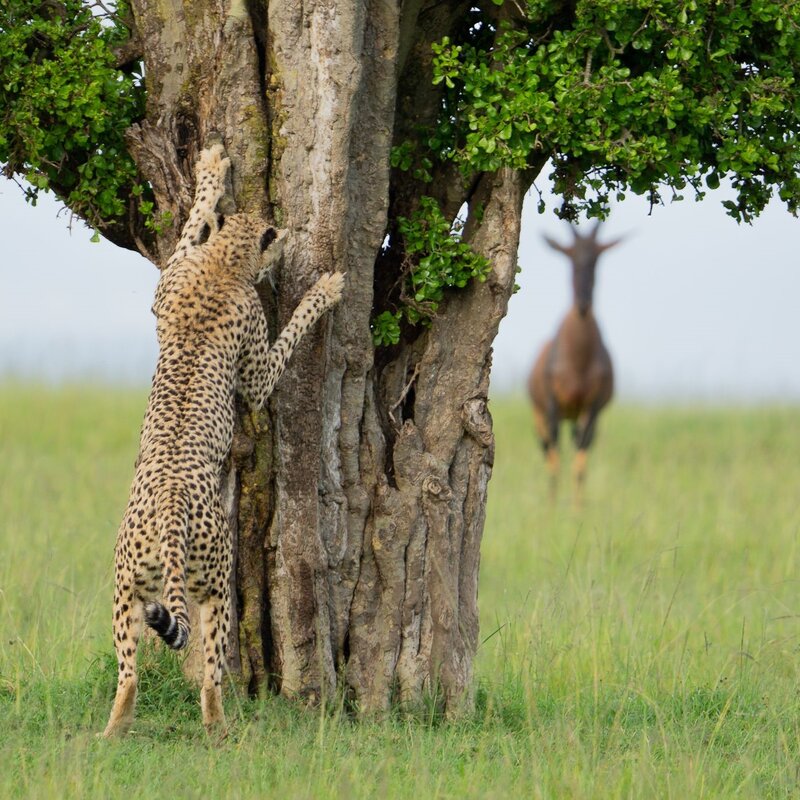  Gepard, der sich an einen Baum klammert, während im Hintergrund ein Topi (eine Antilopenart) sichtbar ist. Der Gepard hat seine Vorderpfoten um den Baumstamm geschlungen und scheint sich daran hochzuziehen. | © Leslie McLeod / Nikon Comedy Wildlife Awards