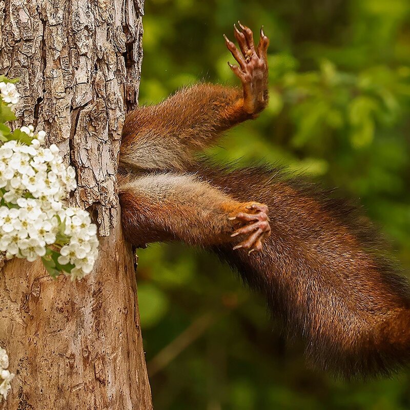 Eichhörnchen, das sich an einem Baumstamm festhält. Sein Körper ist gestreckt, und seine Pfoten greifen nach dem rauen Baumstamm. Neben ihm blüht ein Zweig mit weißen Blüten. | © Milko Marchetti / Nikon Comedy Wildlife Awards