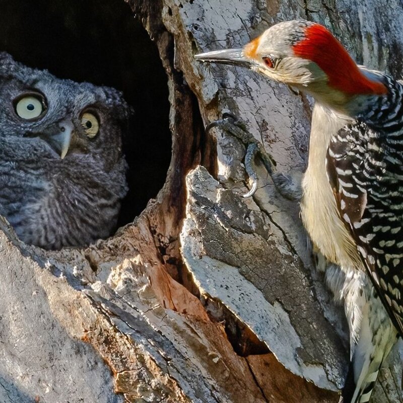 Eine Eule, mit großen, neugierigen Augen, lugt aus dem Loch eines alten Baumes hervor, während der Specht an der Baumrinde nahe dem Loch klopft. | © Randy Herman / Nikon Comedy Wildlife Awards