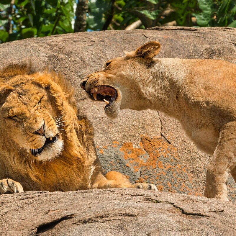 Ein Löwe sitzt entspannt mit geschlossenen Augen auf einem Felsen, während eine Löwin neben ihm steht und weit gähnt, wobei ihre Zähne und Zunge deutlich sichtbar sind. | © Scott Frier / Nikon Comedy Wildlife Awards