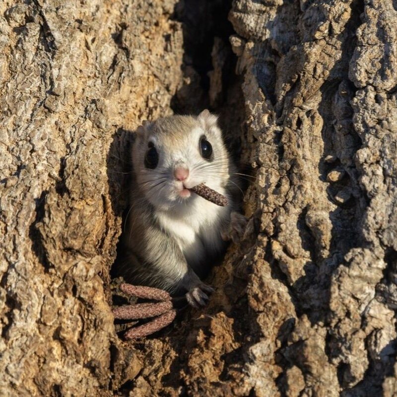Kleines Nagetier, das neugierig aus einem Loch in einem rauen Baumstamm hervorlugt. Es hält dabei ein Stück Holz oder Rinde im Maul. | © Takashi Kubo / Nikon Comedy Wildlife Awards