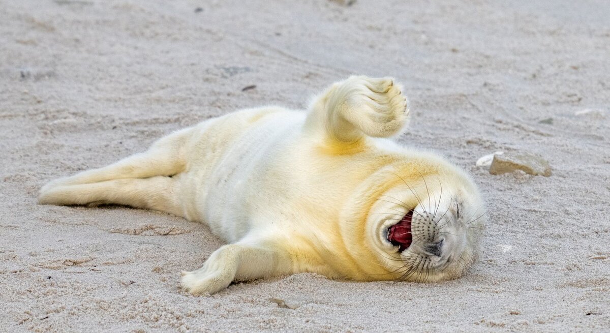 Junges Seehundbaby, das auf dem Sand liegt und fröhlich zu gähnen scheint. Das Tier ist weißlich gefärbt und wirkt entspannt, mit einem Bein spielerisch in die Luft gestreckt.