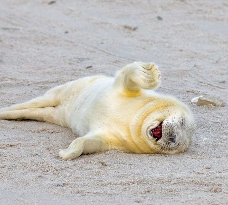 Junges Seehundbaby, das auf dem Sand liegt und fröhlich zu gähnen scheint. Das Tier ist weißlich gefärbt und wirkt entspannt, mit einem Bein spielerisch in die Luft gestreckt. | © Ingo Hamann / Nikon Comedy Wildlife Awards