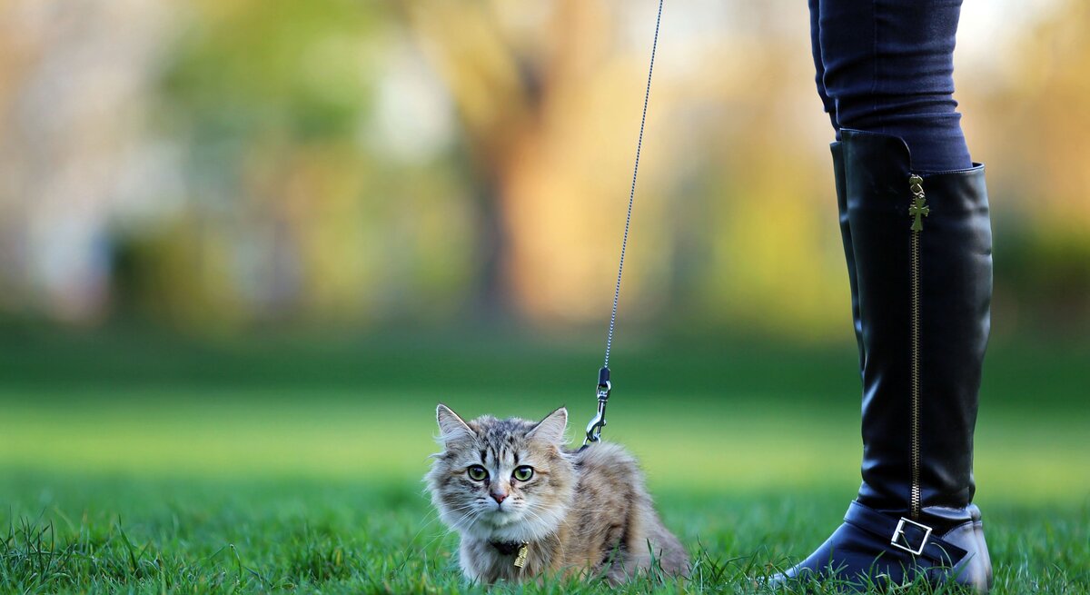 Katze an der Leine