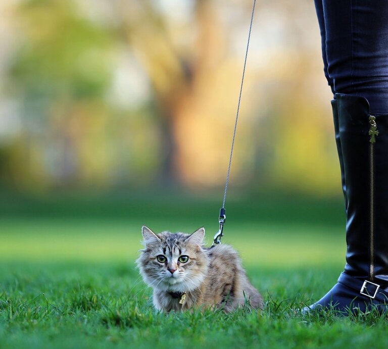 Katze an der Leine | © Getty Images