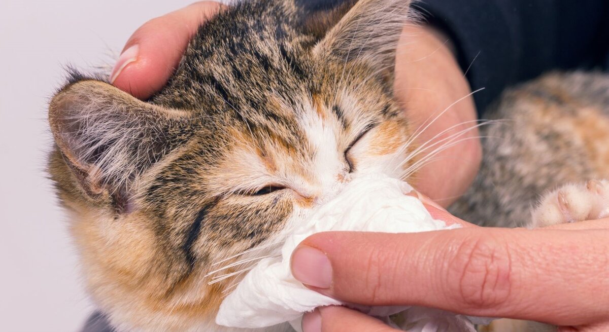Kleine Katze, die anscheinend von einer Person gepflegt wird. Die Person hält ein Tuch an die Nase der Katze, möglicherweise um Sekret oder Schmutz abzuwischen, was darauf hindeutet, dass die Katze Schnupfen hat.