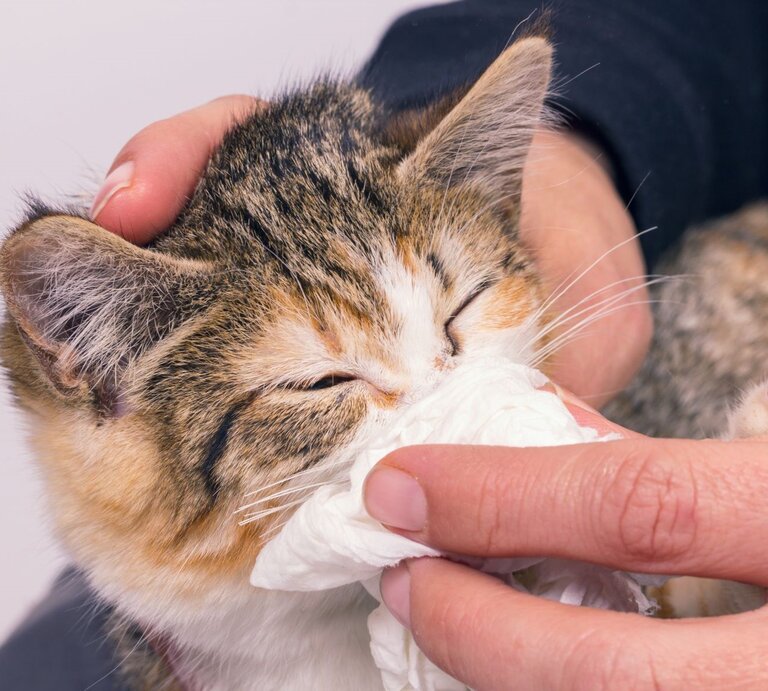 Kleine Katze, die anscheinend von einer Person gepflegt wird. Die Person hält ein Tuch an die Nase der Katze, möglicherweise um Sekret oder Schmutz abzuwischen, was darauf hindeutet, dass die Katze Schnupfen hat. | © Adobe Stock / Tunatura