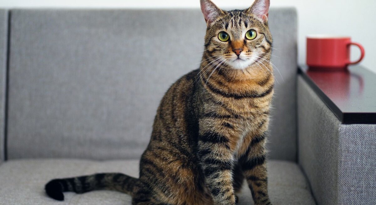 Getigerte Katze, die auf einem grauen Sofa sitzt. Die Katze hat ein markantes gestreiftes Fell in Braun- und Schwarztönen und leuchtend grüne Augen