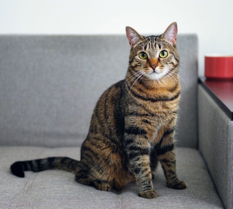 Getigerte Katze, die auf einem grauen Sofa sitzt. Die Katze hat ein markantes gestreiftes Fell in Braun- und Schwarztönen und leuchtend grüne Augen | © Getty Images / Aleksandr Zubkov