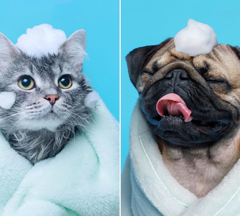 Gerade gewaschener Hund und grau getigertes Kätzchen nach dem Bad, eingewickelt in ein Handtuch bzw. im Bademantel und mit Seifenschaum auf dem Kopf vor blauem Hintergrund. | © Adobe Stock / KDdesignphoto [M]