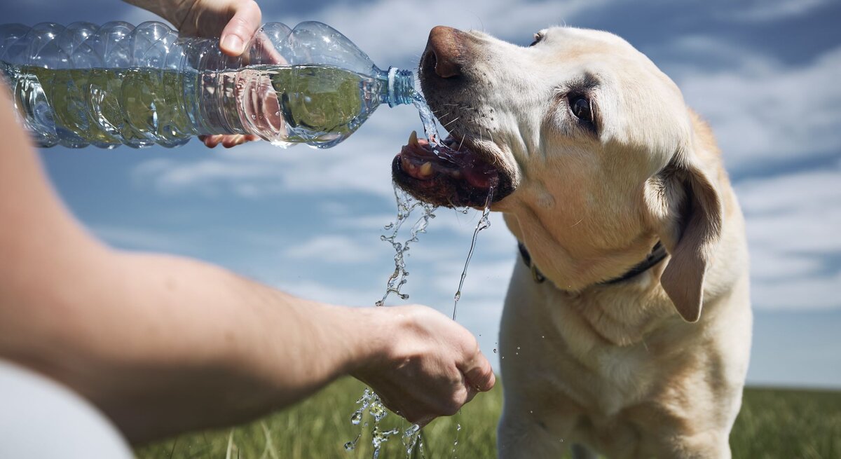 Hund auf einer Wiese wird mit einer Wasserflasche gefüttert.