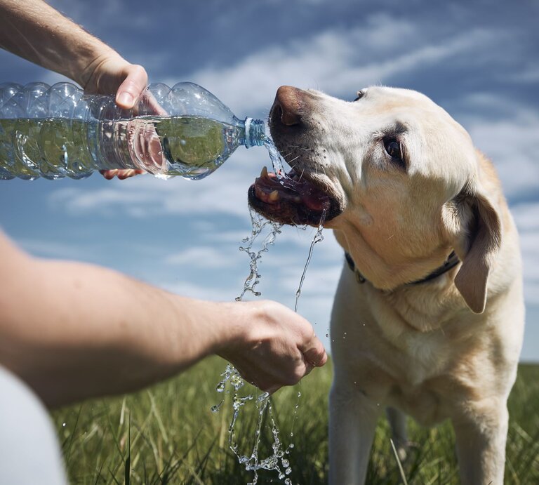 Hund auf einer Wiese wird mit einer Wasserflasche gefüttert. | © GettyImages/Jaromir Chalabala / EyeEm