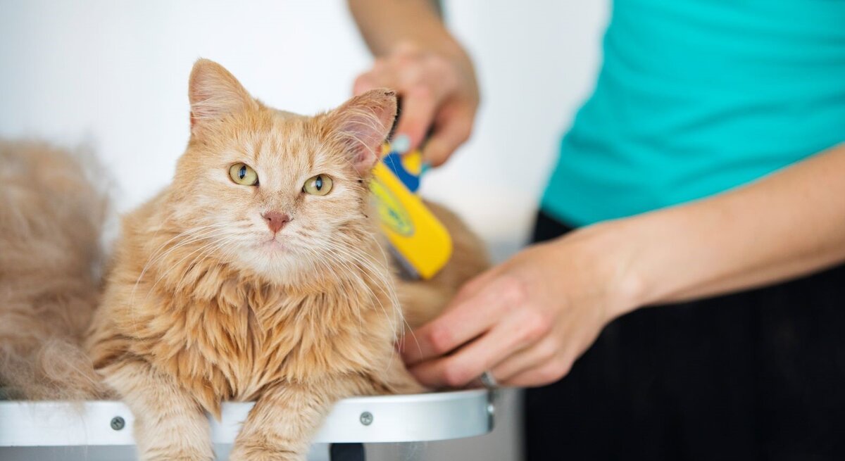 Flauschige, orange-getigerte Katze, die entspannt auf einem Tisch liegt, während sie von jemandem gebürstet wird, der nur teilweise im Bild zu sehen ist.