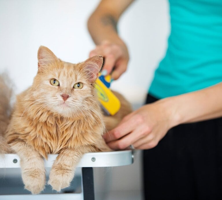 Flauschige, orange-getigerte Katze, die entspannt auf einem Tisch liegt, während sie von jemandem gebürstet wird, der nur teilweise im Bild zu sehen ist. | © Getty Images / CasarsaGuru