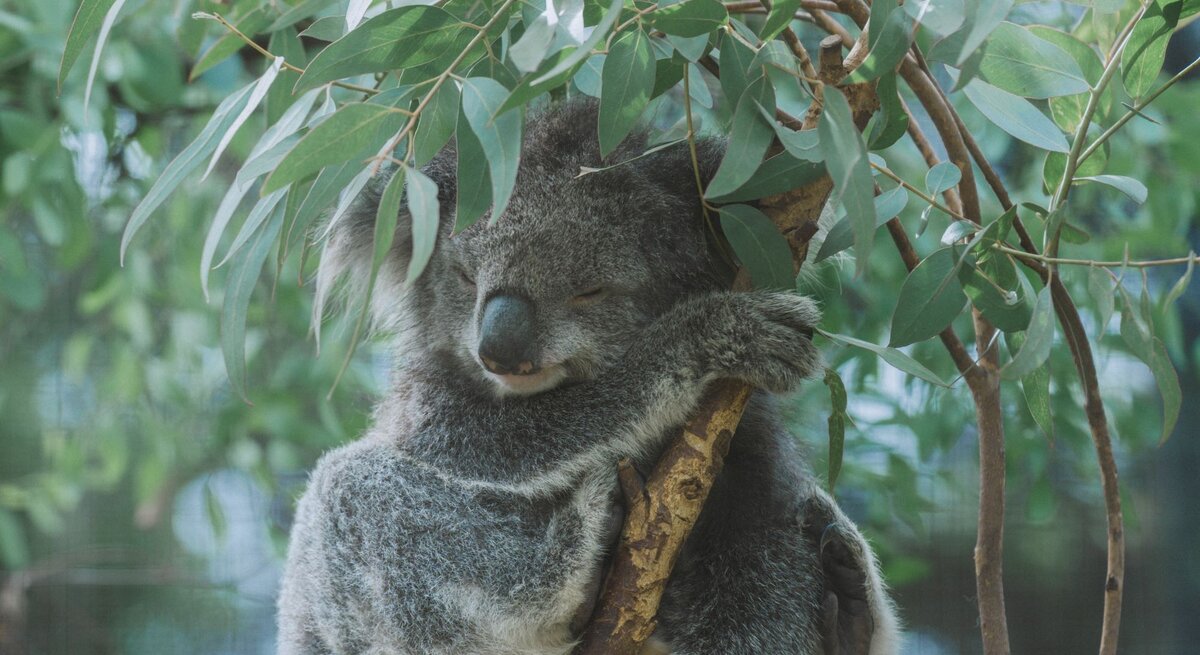 Schlafender Koala mit grauem Fell umklammert friedlich einen Ast im Eukalyptusbaum, umgeben von grünem Blattwerk.