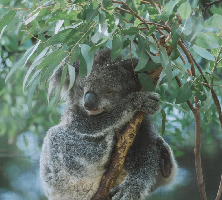 Schlafender Koala mit grauem Fell umklammert friedlich einen Ast im Eukalyptusbaum, umgeben von grünem Blattwerk. | © Adobe Stock / Wirestock