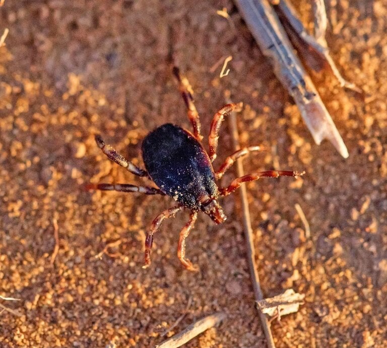  Hyalomma-Zecke auf sandigem Boden. Die Zecke ist aus der Vogelperspektive aufgenommen und sticht mit ihrem dunklen, runden Körper und den kontrastreichen, gestreiften Beinen deutlich gegen den hellen Untergrund ab.  | © Shutterstock/Yakov Oskanov