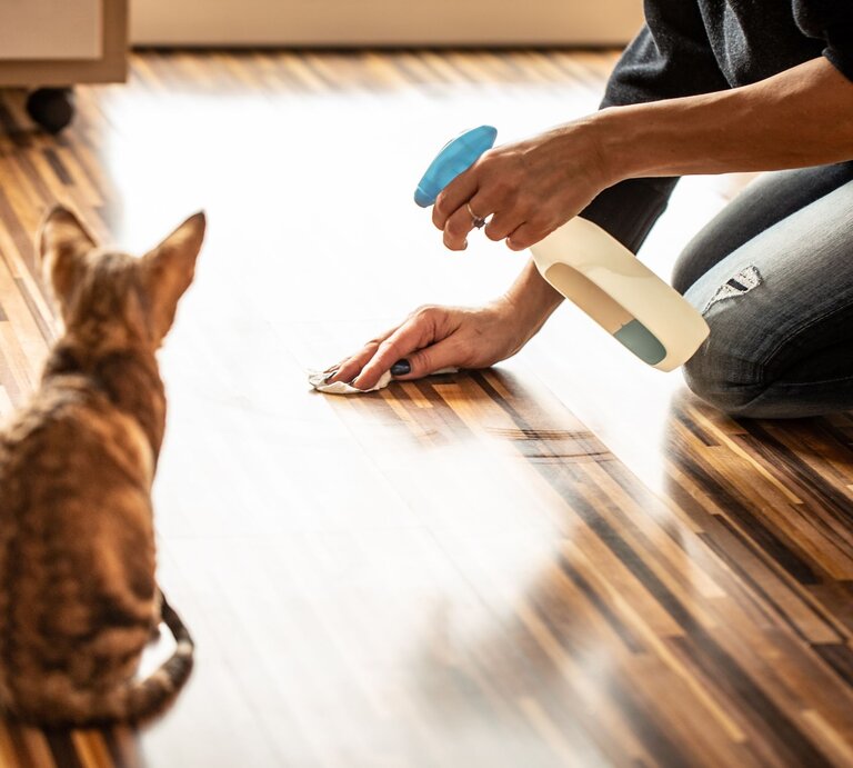 Person kniet auf dem Boden und säubert mit einem Reinigungsspray sowie einem Tuch offenbar eine Stelle auf dem Parkett. Eine Katze beobachtet aufmerksam das Geschehen | © GettyImages/CasarsaGuru